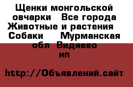 Щенки монгольской овчарки - Все города Животные и растения » Собаки   . Мурманская обл.,Видяево нп